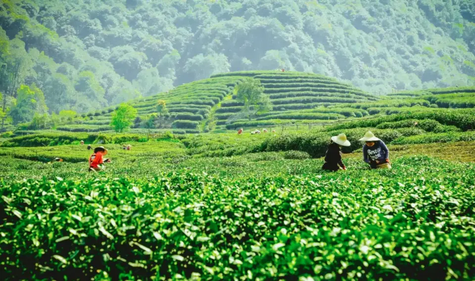 West Lake Longjing Tea Culture One Day Experience Tour